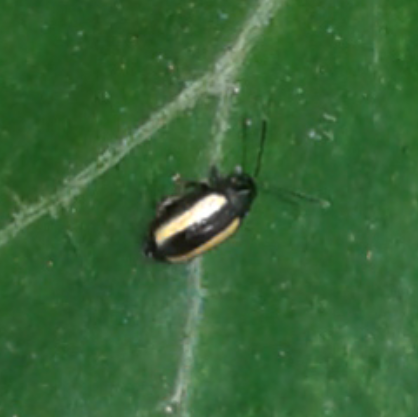 Chrysomelidae : Phyllotreta aff. vittula